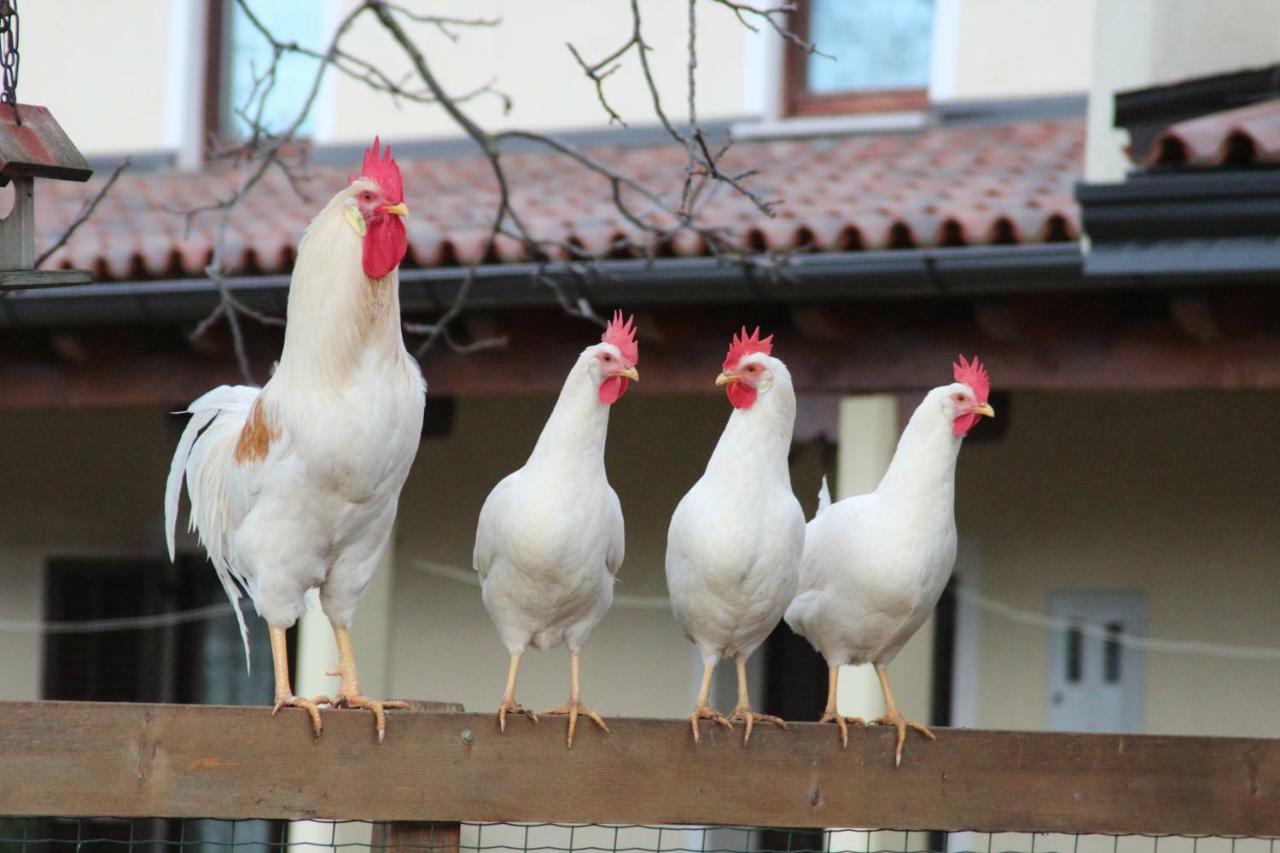Country House Lokev Konuk evi Dış mekan fotoğraf
